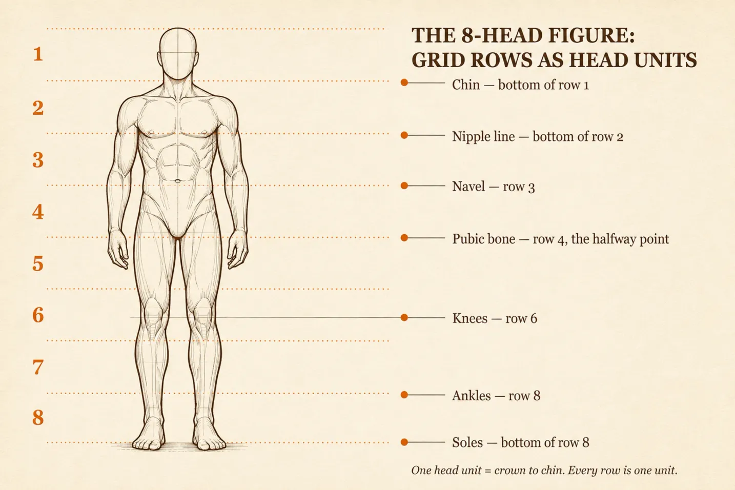 Eight-head figure proportion diagram: a line-art figure across eight numbered grid rows, with the chin, nipple line, navel, pubic bone, knees, ankles and soles marked at their measured heights